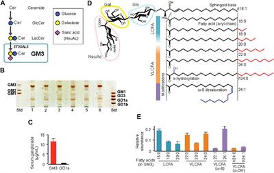 Pathophysiological Significance of GM3 Ganglioside Molecular Species With a Particular Attention to the Metabolic Syndrome Focusing on Toll-Like Receptor 4 Binding